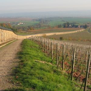 historische Weinanlage Steinberg bei Eltville